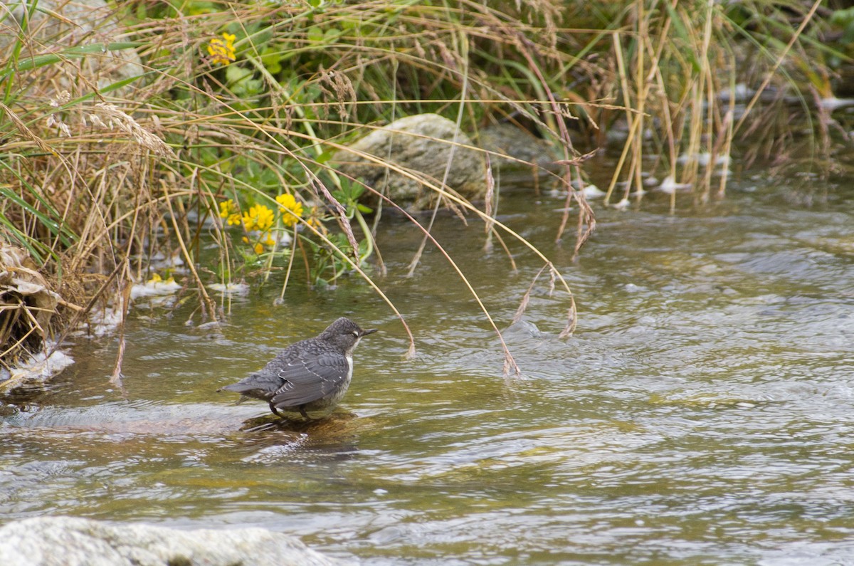 White-throated Dipper - ML624258298