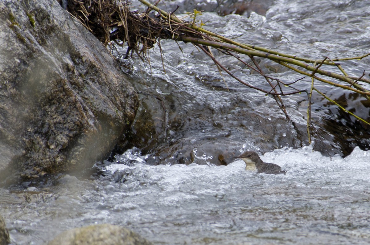 White-throated Dipper - ML624258299