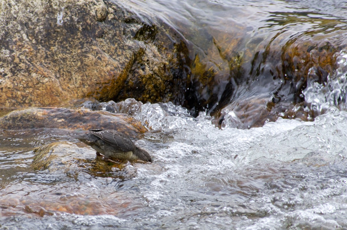 White-throated Dipper - ML624258300