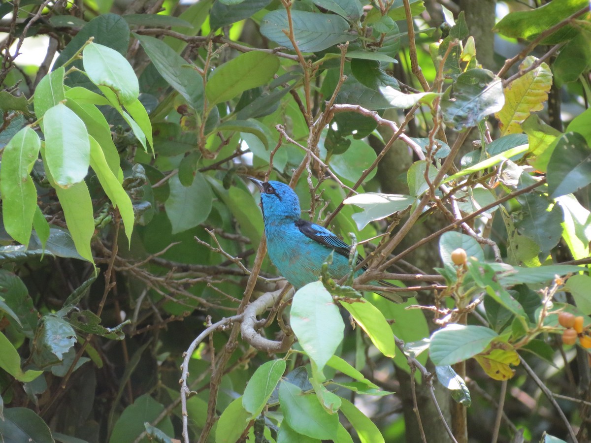 Dacnis bleu - ML624258303