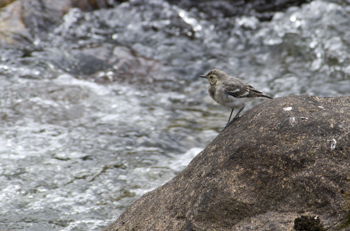 Western Yellow Wagtail - ML624258305