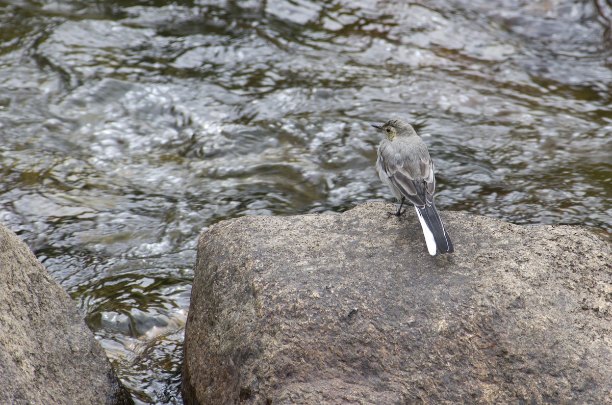 Western Yellow Wagtail - Serge Horellou