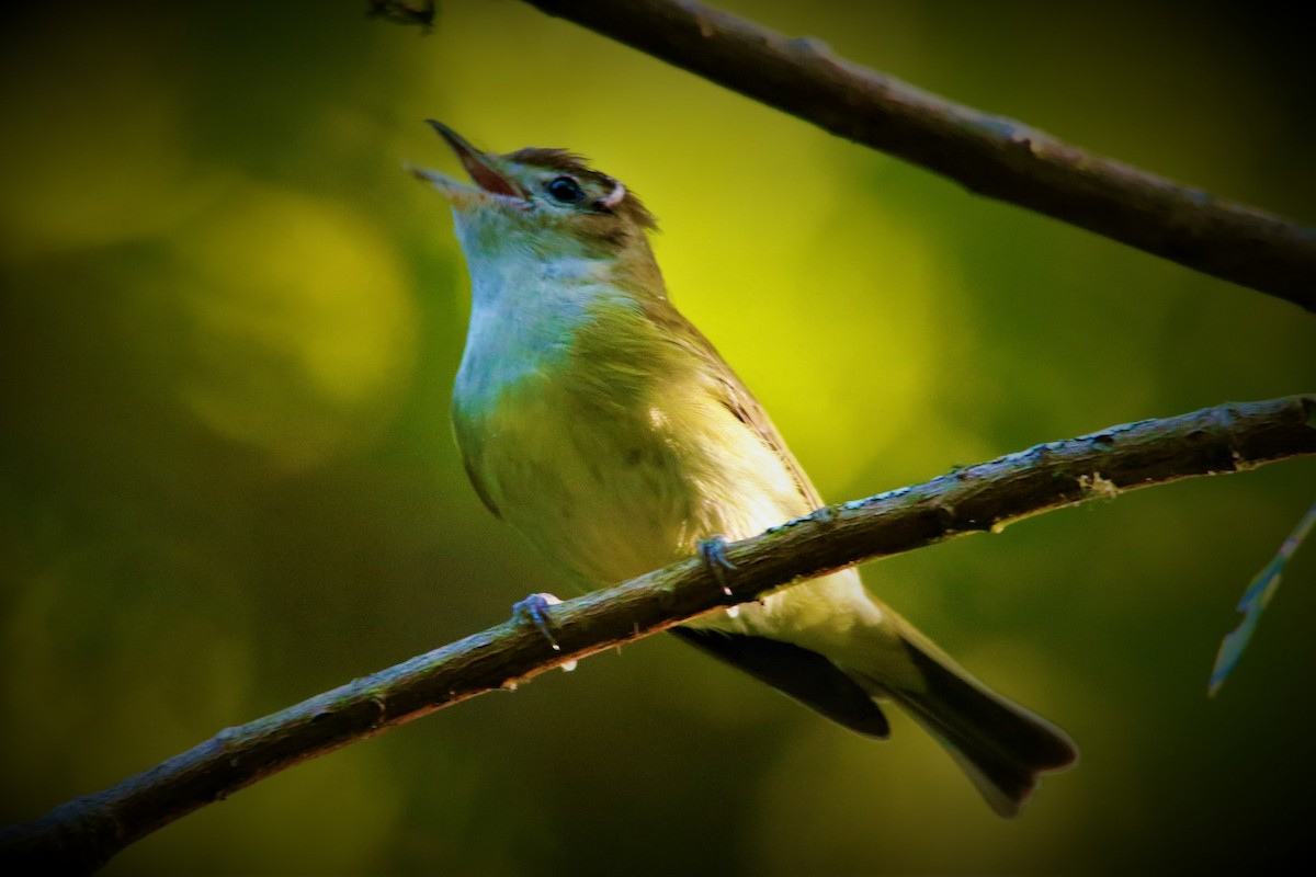 Brown-capped Vireo - ML624258330