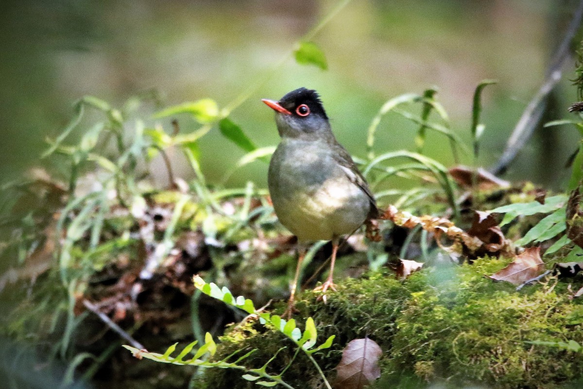 Black-headed Nightingale-Thrush - FELIPE SAN MARTIN