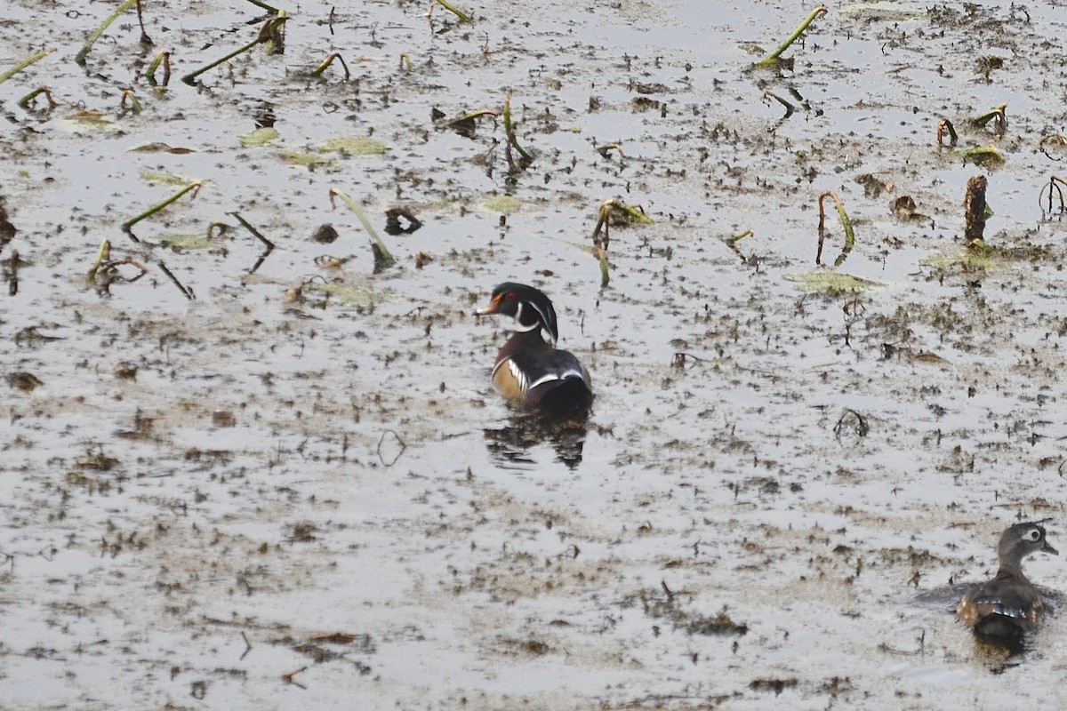 Wood Duck - ML624258357