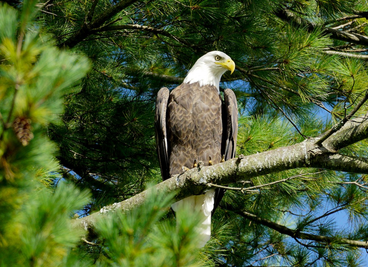 Bald Eagle - ML624258364