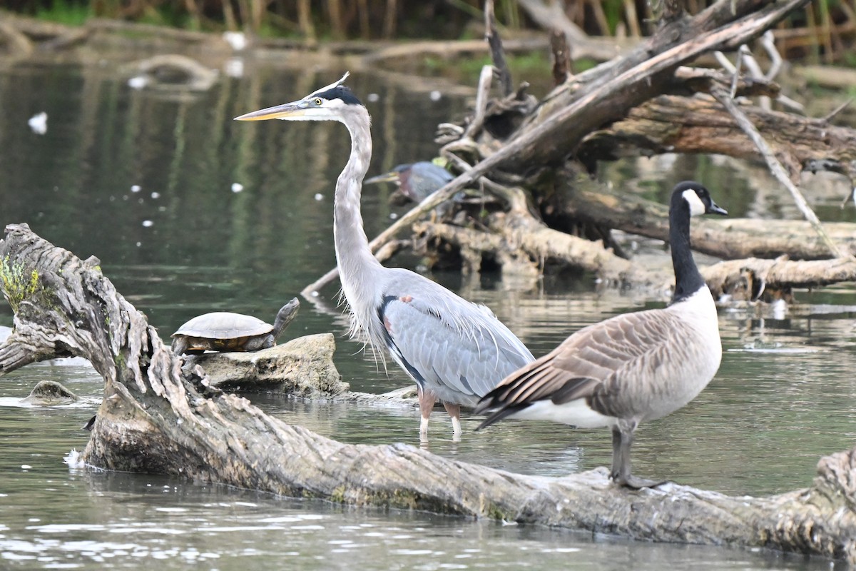 Great Blue Heron - ML624258402