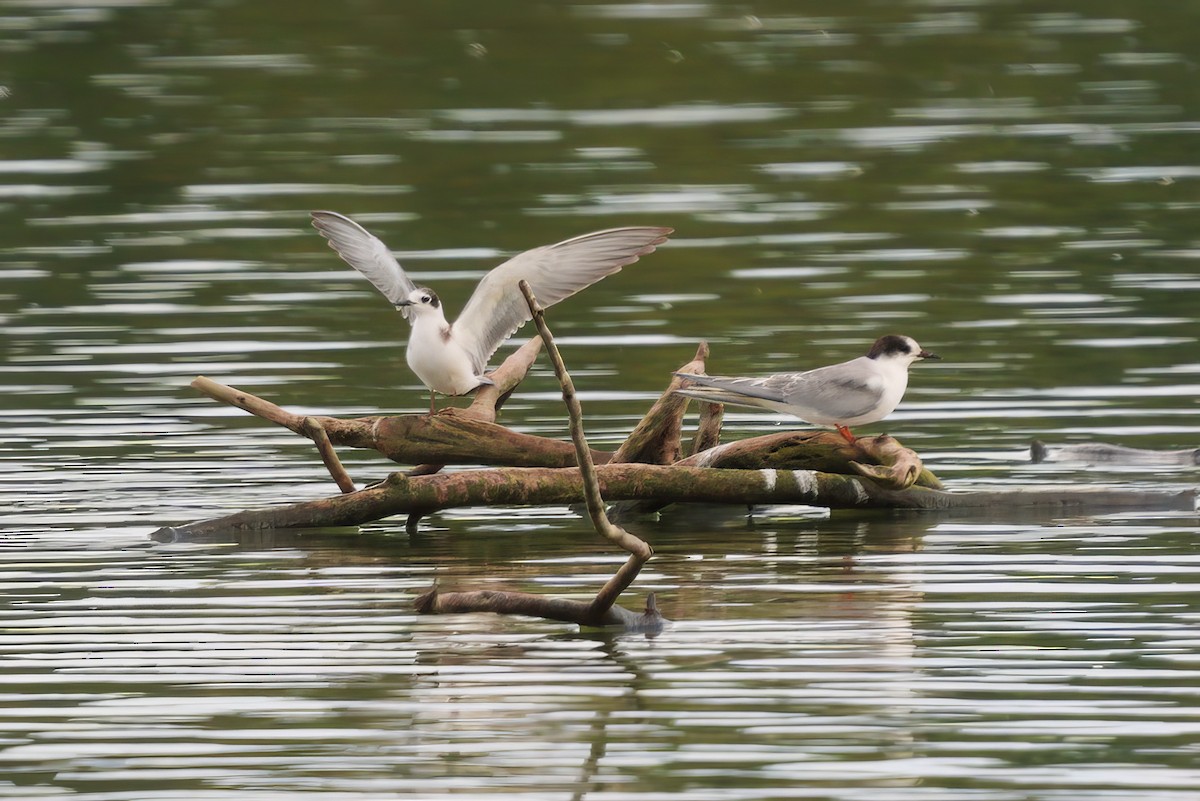 Black Tern - ML624258413