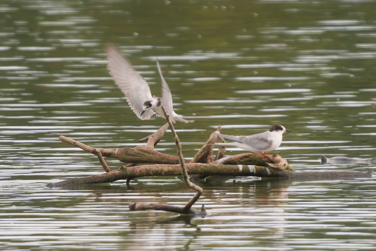 Black Tern - Radek Ošlejšek