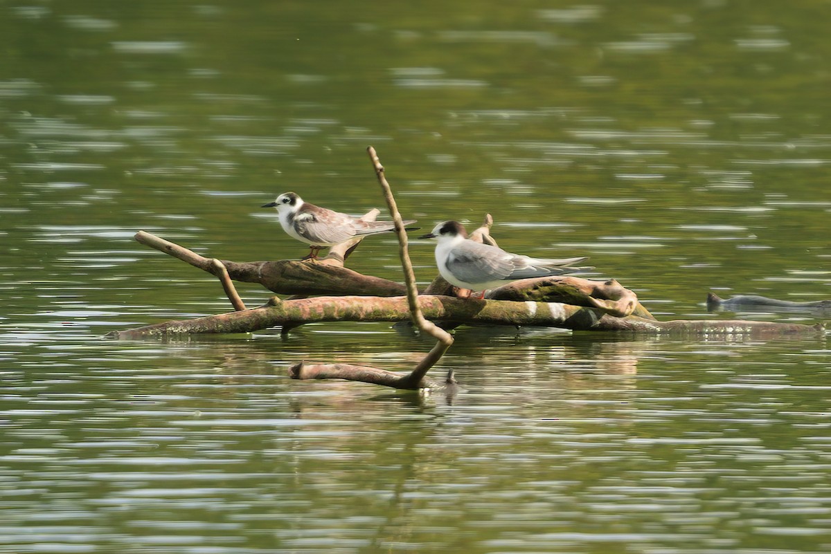 Black Tern - ML624258415