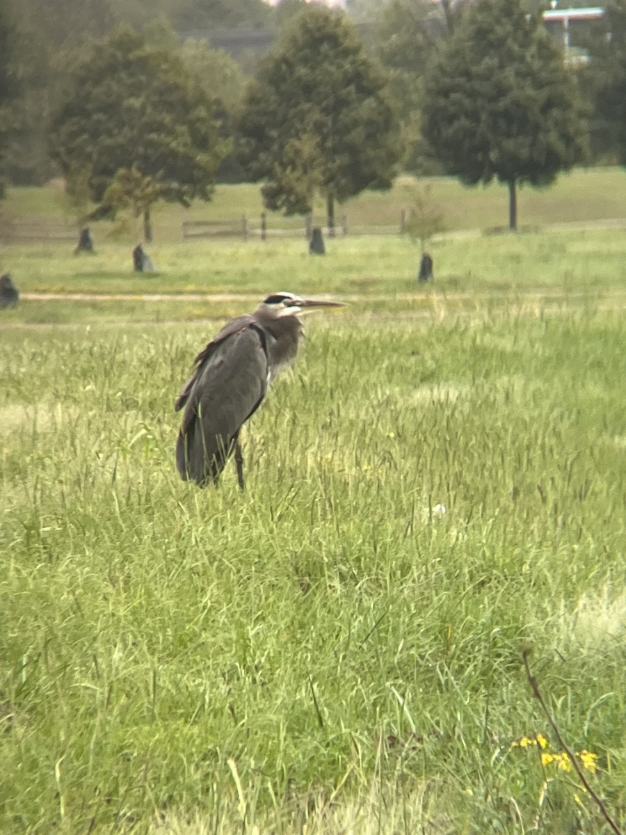 Great Blue Heron - ML624258501