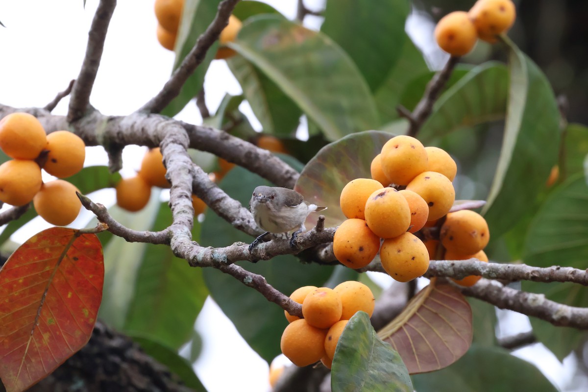 Thick-billed Flowerpecker - ML624258572