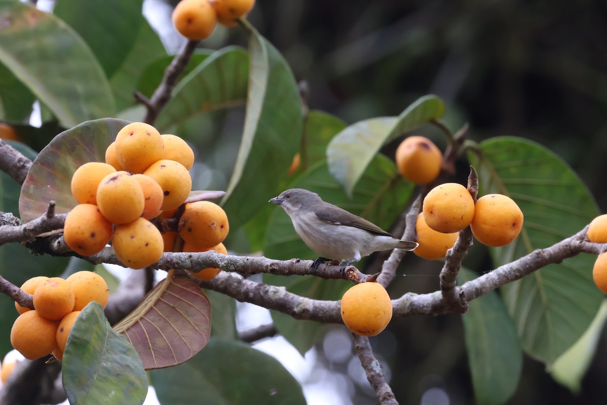 Thick-billed Flowerpecker - ML624258580