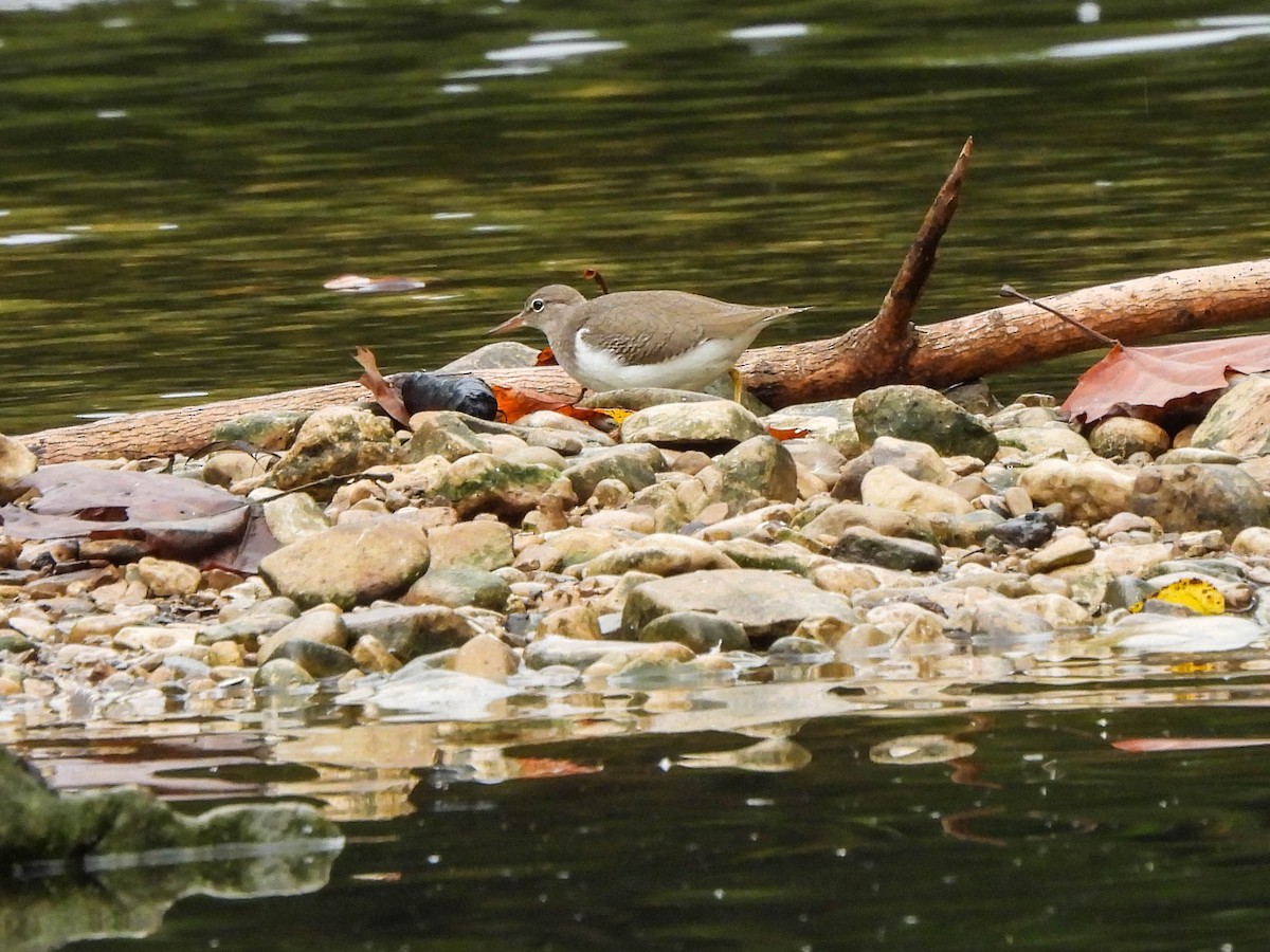 Spotted Sandpiper - Susan Brauning