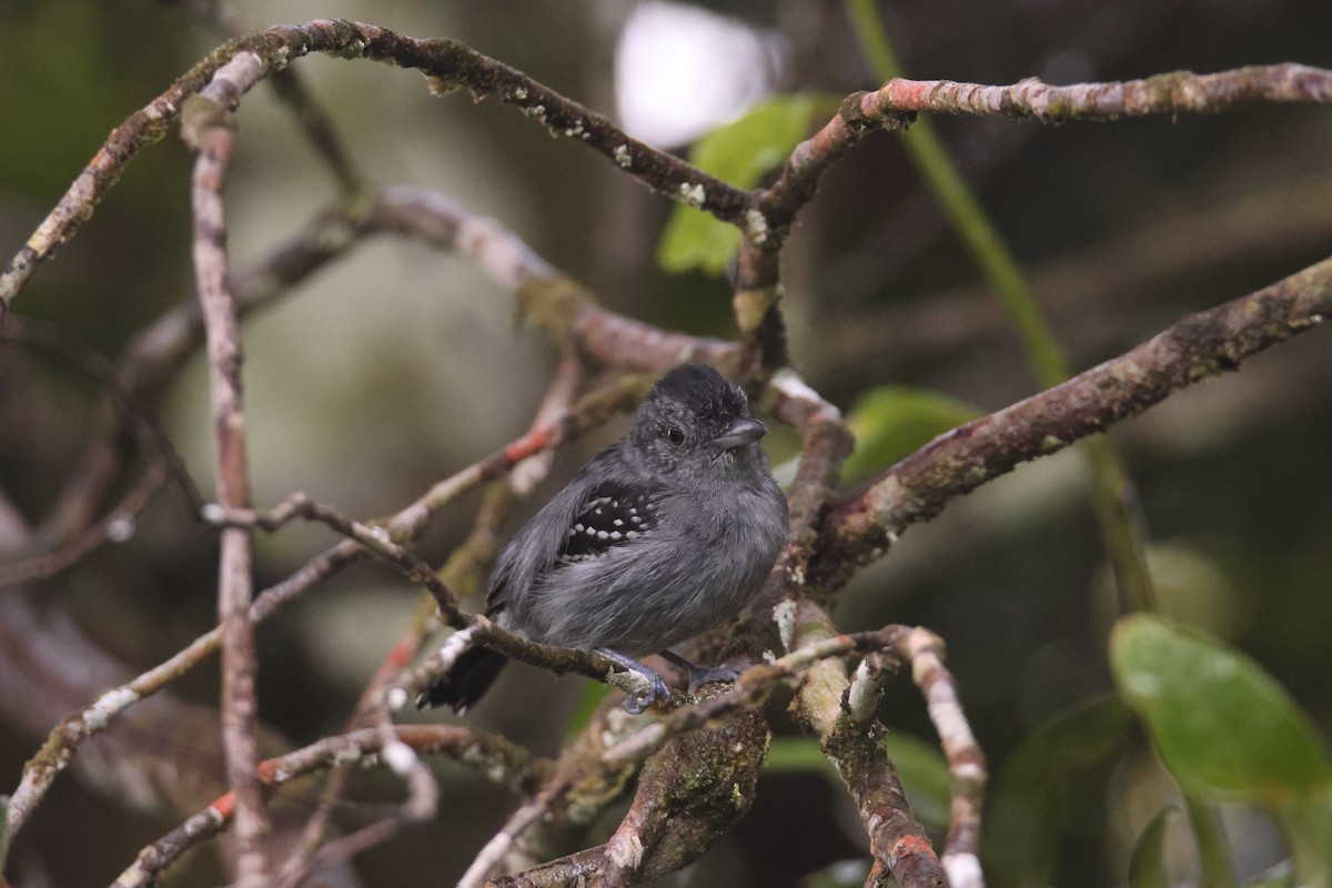 Black-crowned Antshrike - ML624258598
