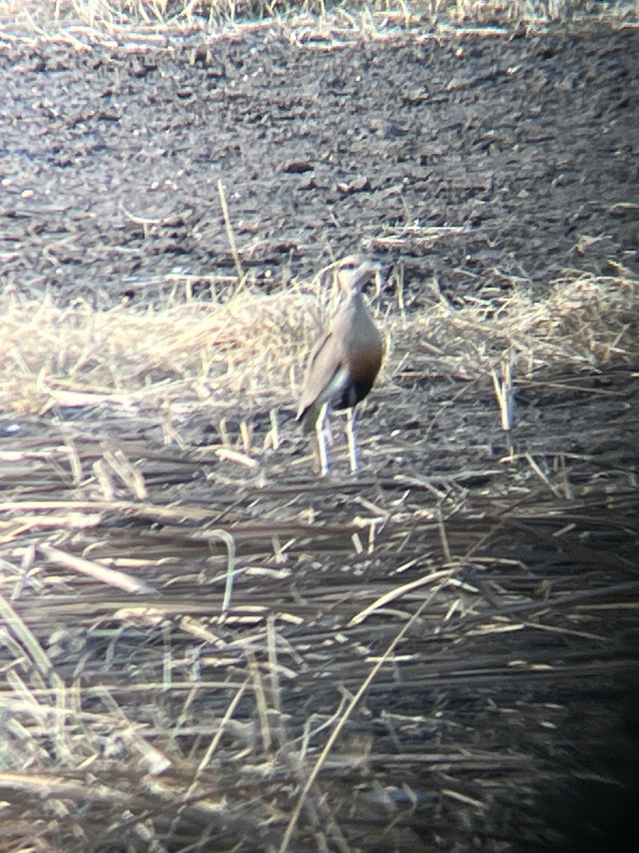 Temminck's Courser - ML624258605