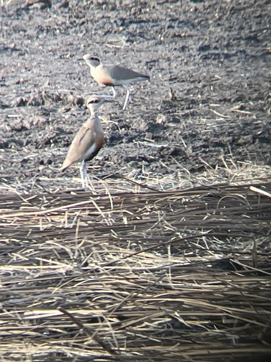 Temminck's Courser - ML624258606