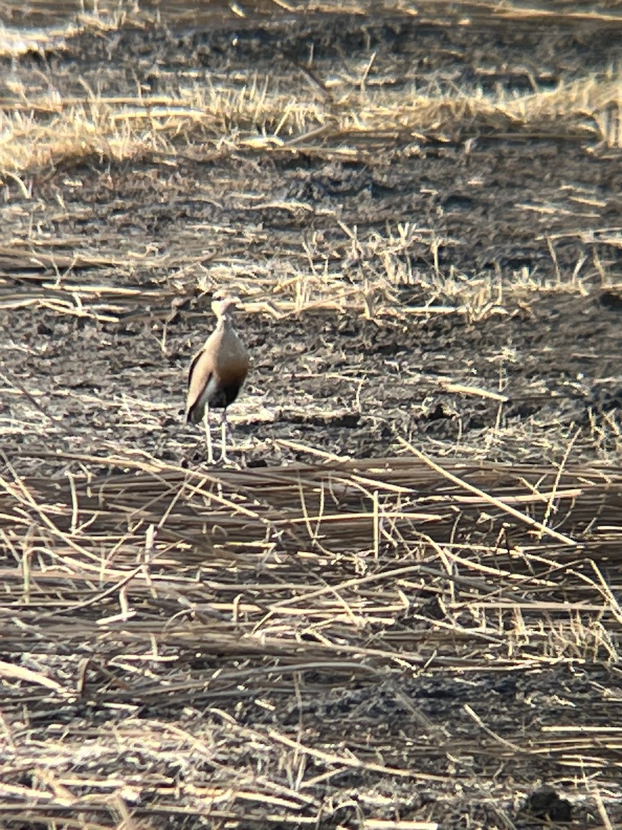 Temminck's Courser - ML624258607