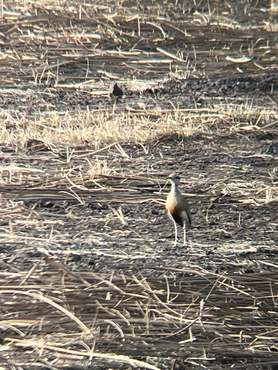 Temminck's Courser - ML624258608