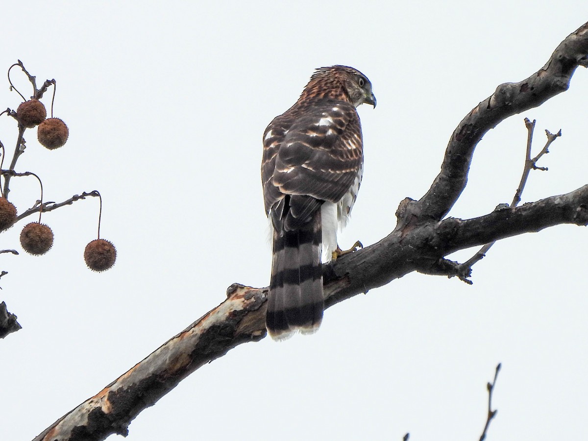 Cooper's Hawk - ML624258614