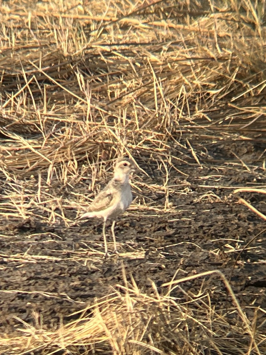 Caspian Plover - ML624258618