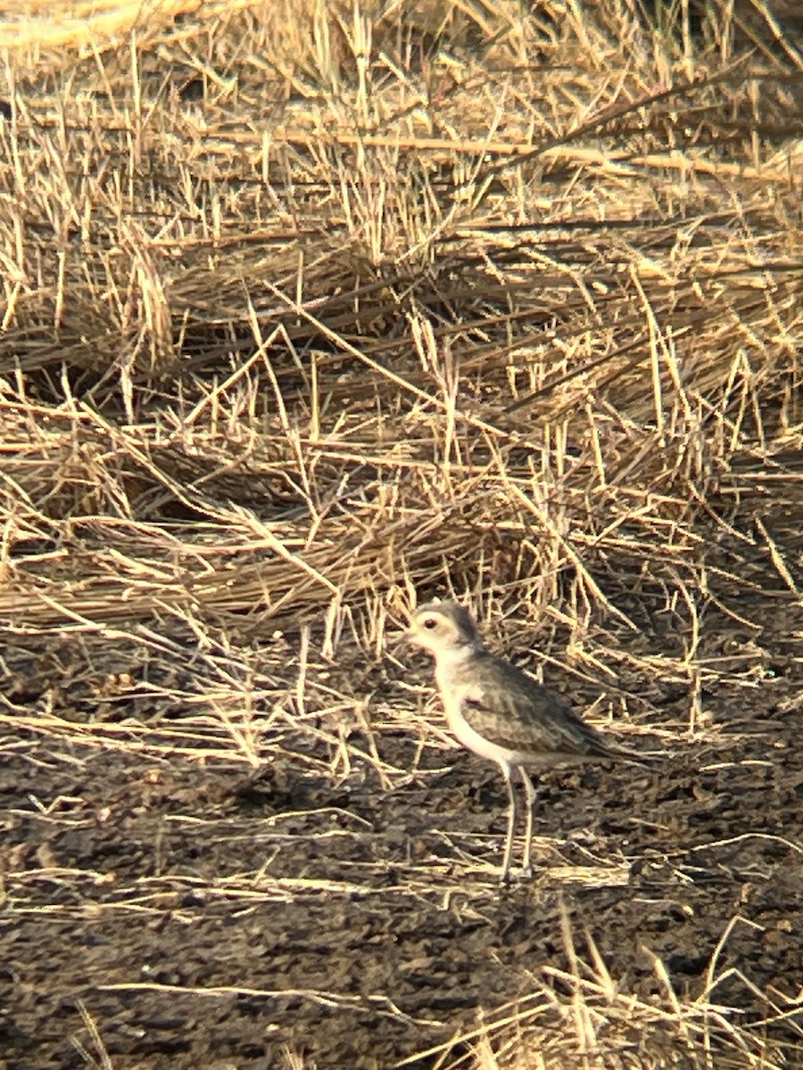 Caspian Plover - ML624258619