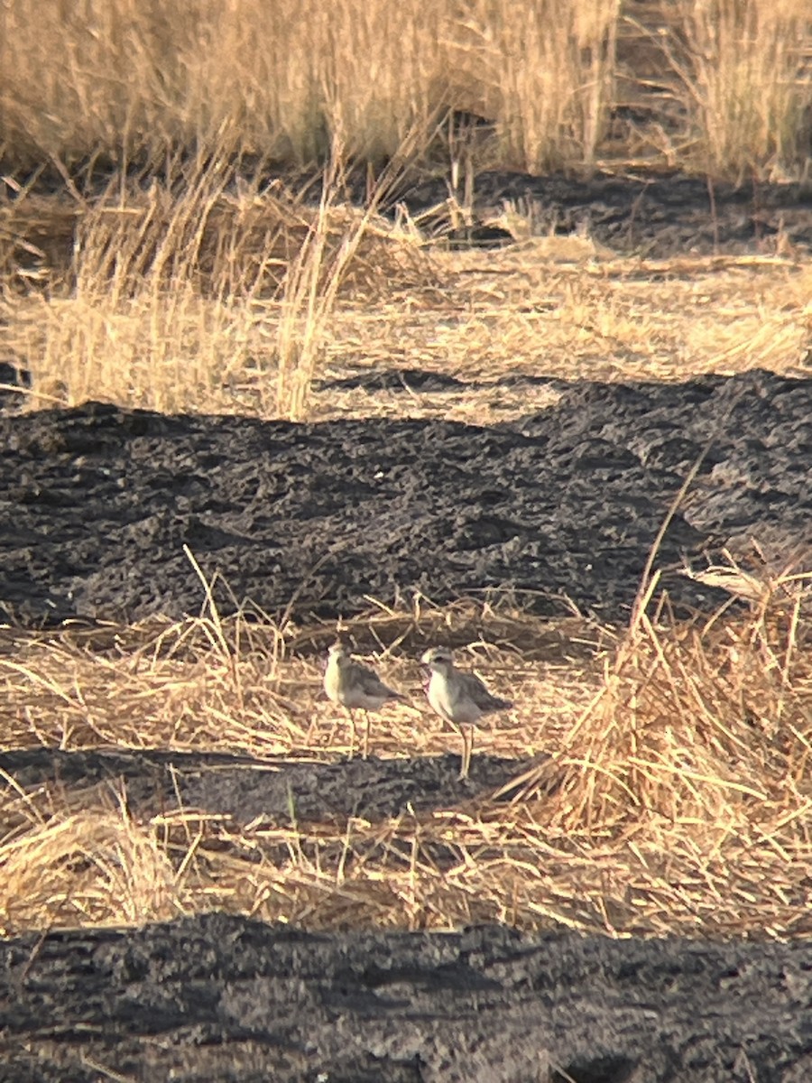 Caspian Plover - ML624258620