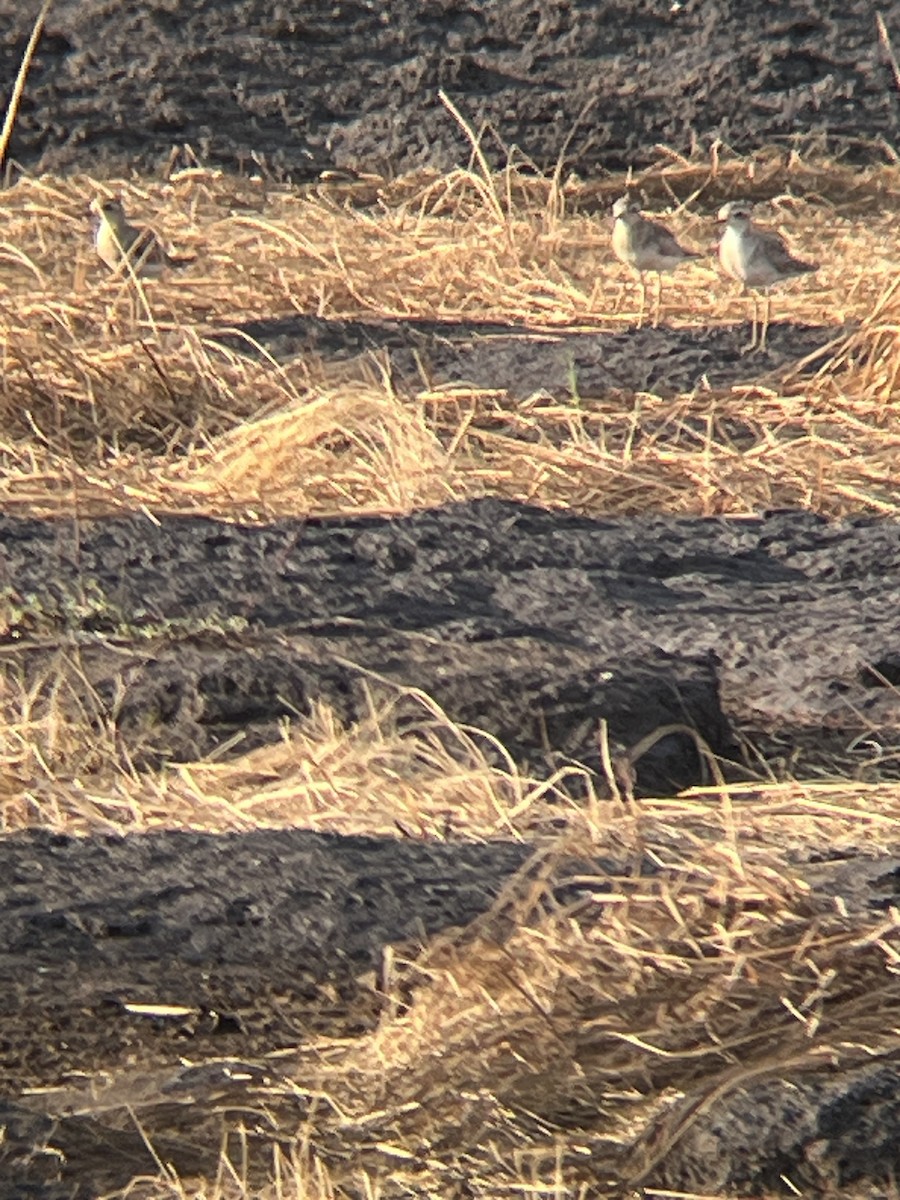 Caspian Plover - ML624258621