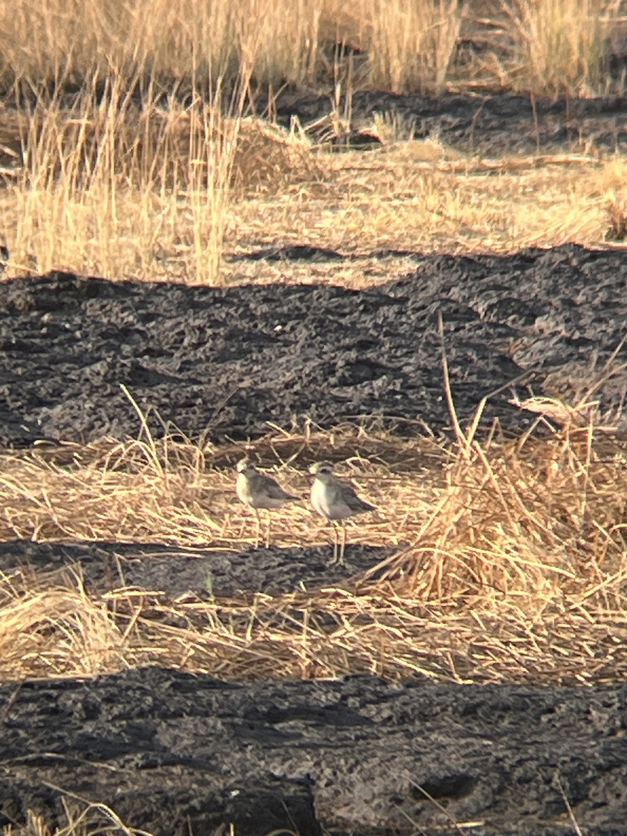 Caspian Plover - ML624258622
