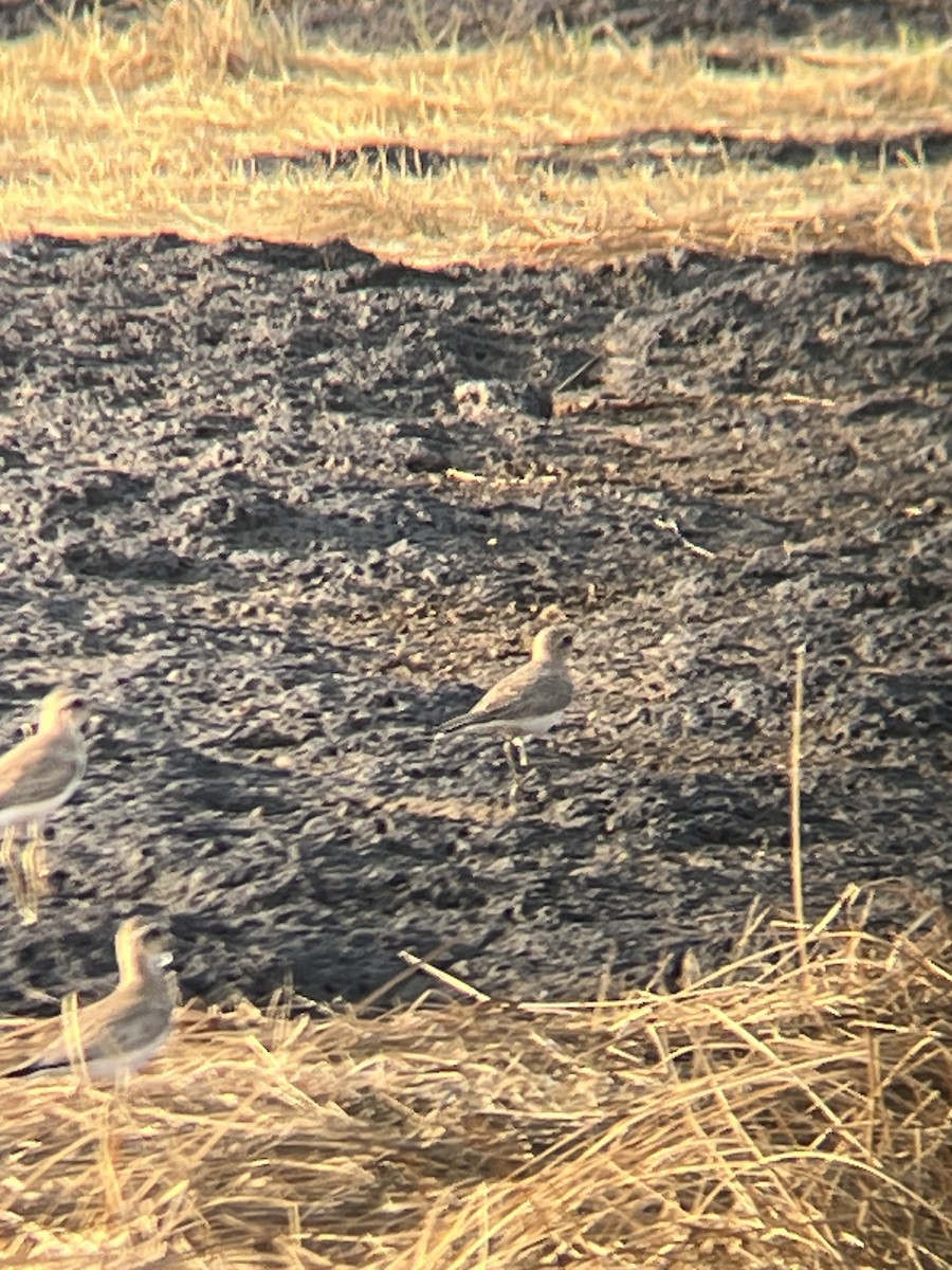 Caspian Plover - ML624258623