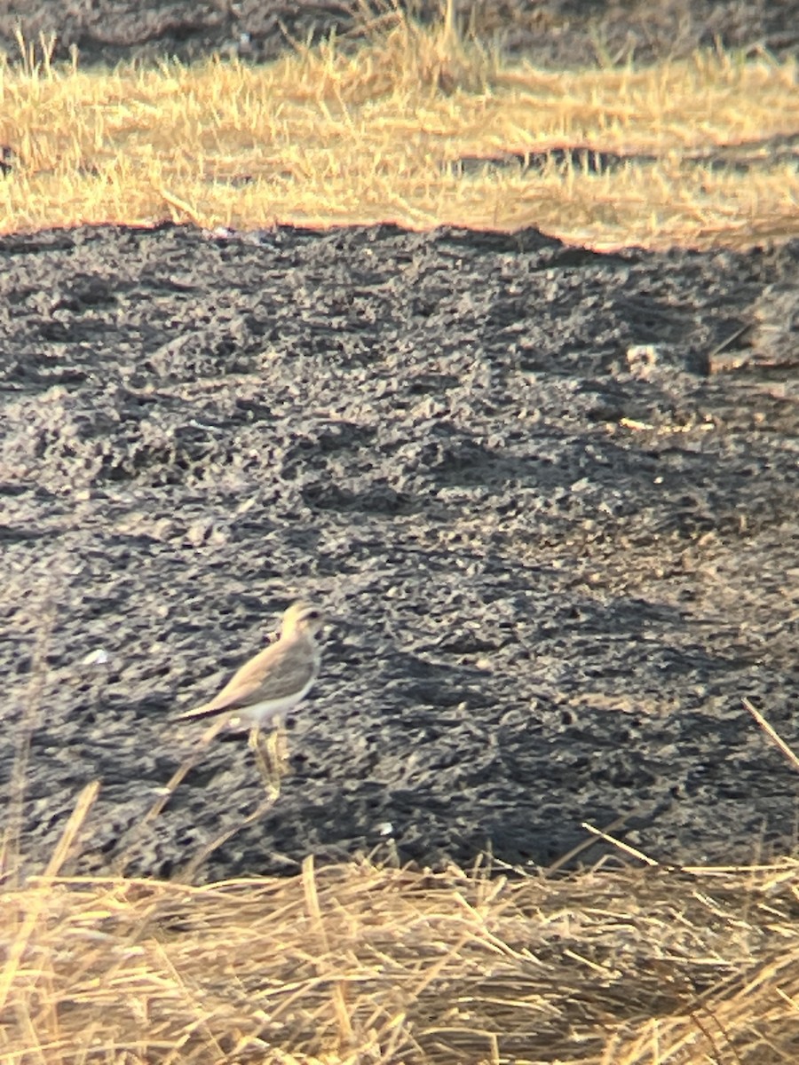 Caspian Plover - ML624258624