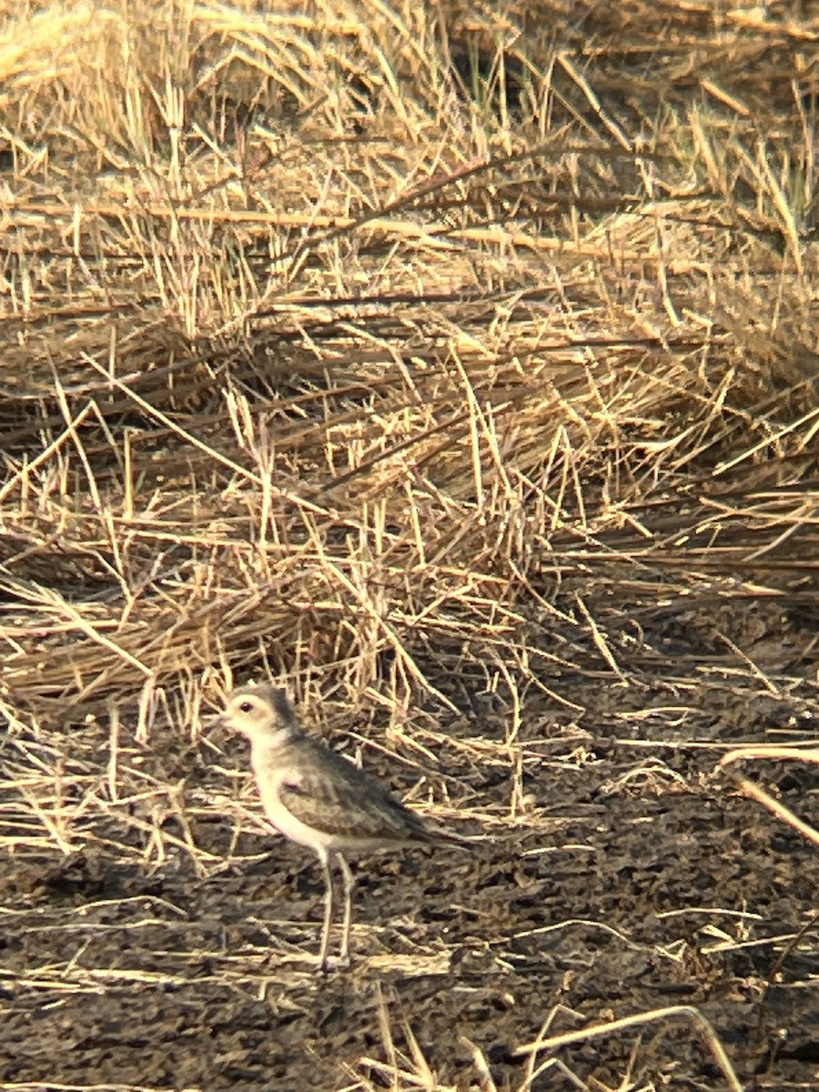 Caspian Plover - ML624258625