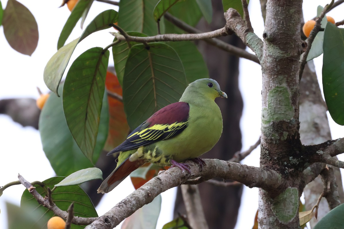 Gray-fronted Green-Pigeon - ML624258638