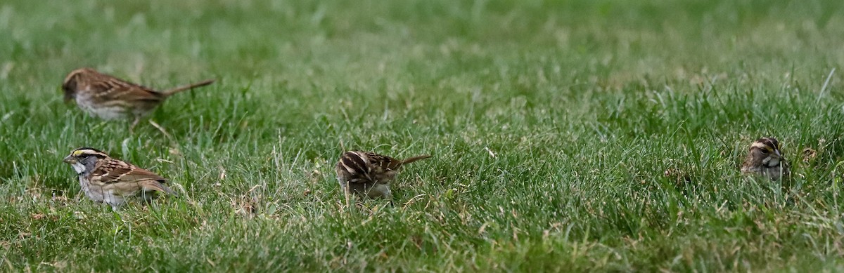 White-throated Sparrow - ML624258652