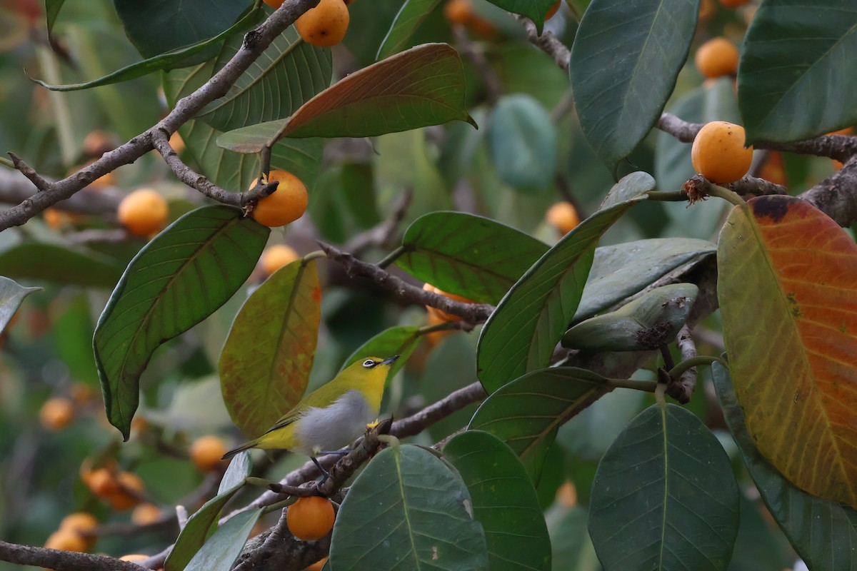 Indian White-eye - ML624258664