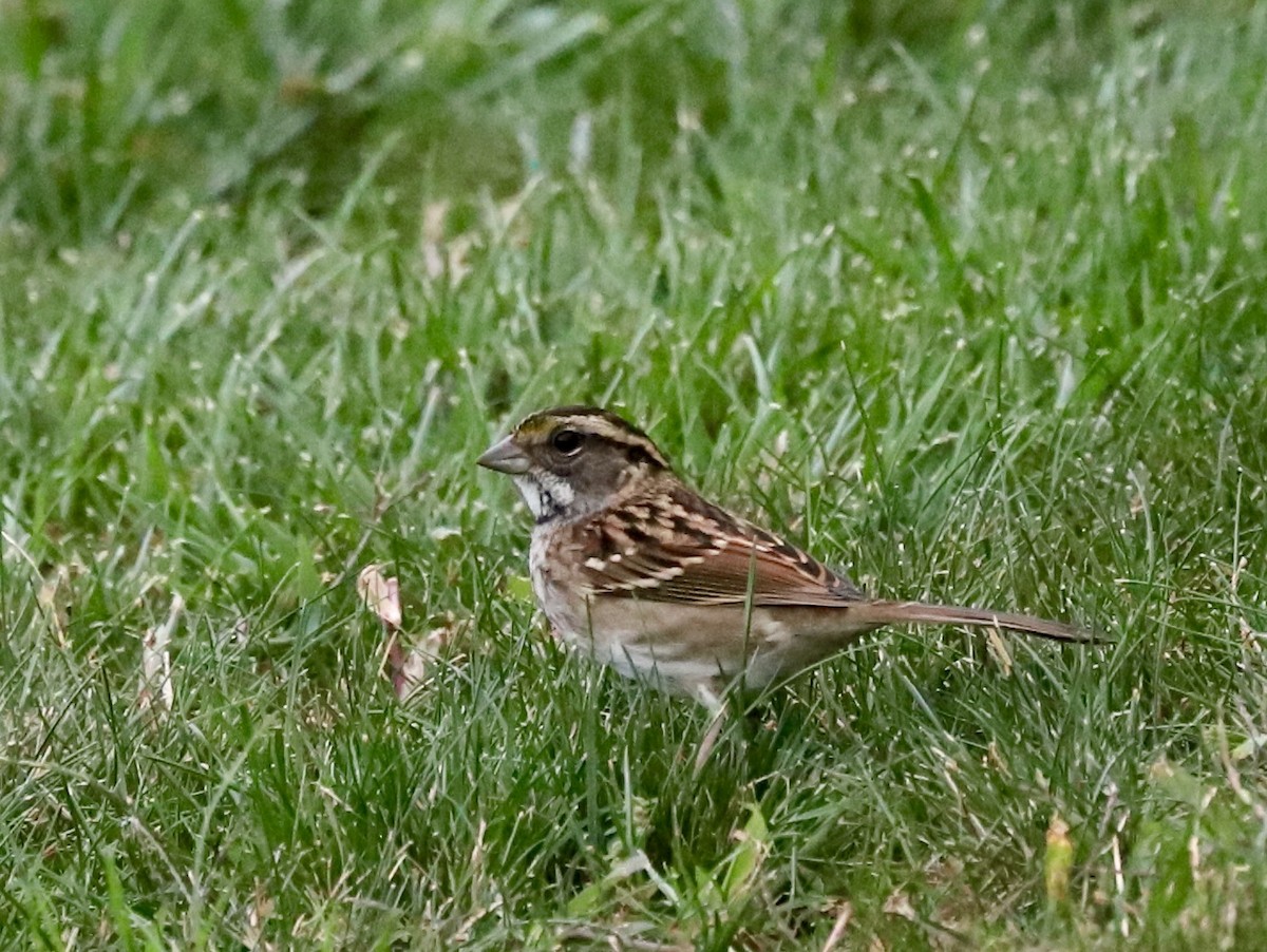 White-throated Sparrow - ML624258667