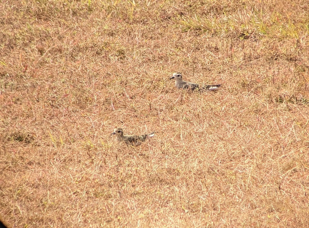 アメリカムナグロ - ML624258670