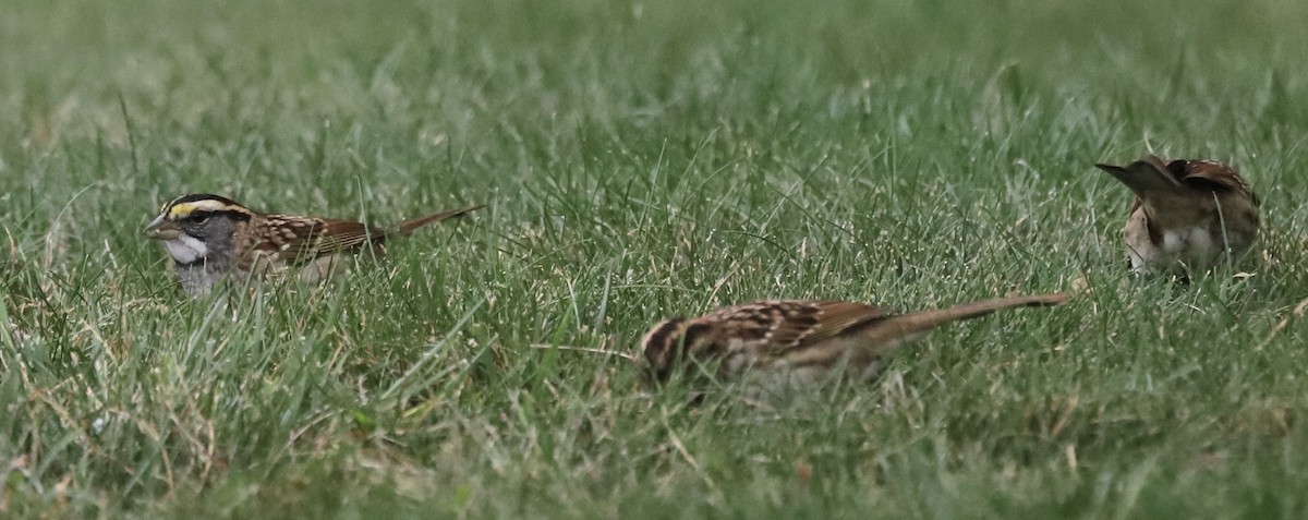 White-throated Sparrow - ML624258676