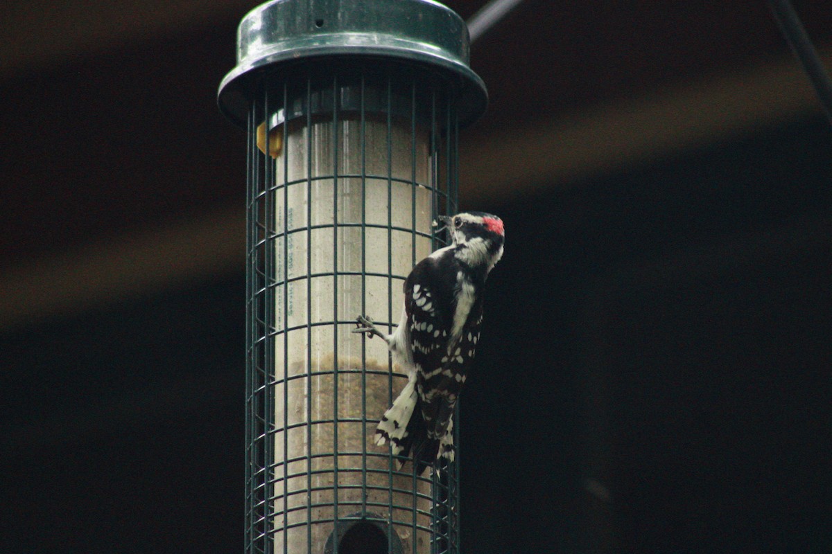 Downy Woodpecker - ML624258685