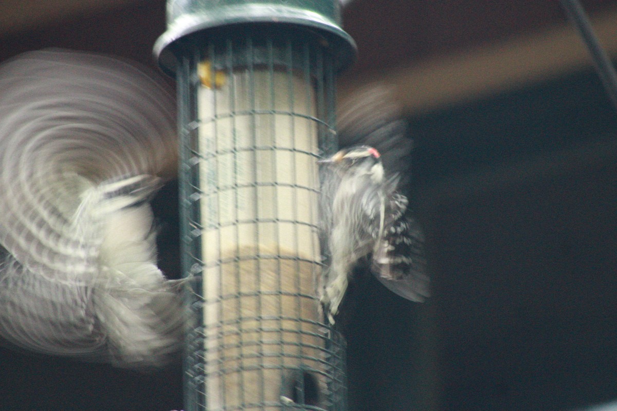 Downy Woodpecker - Kristian Neely