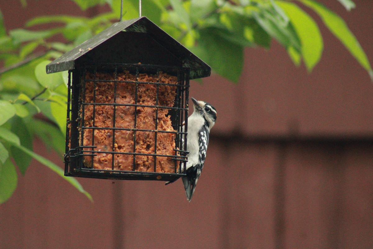 Downy Woodpecker - ML624258687