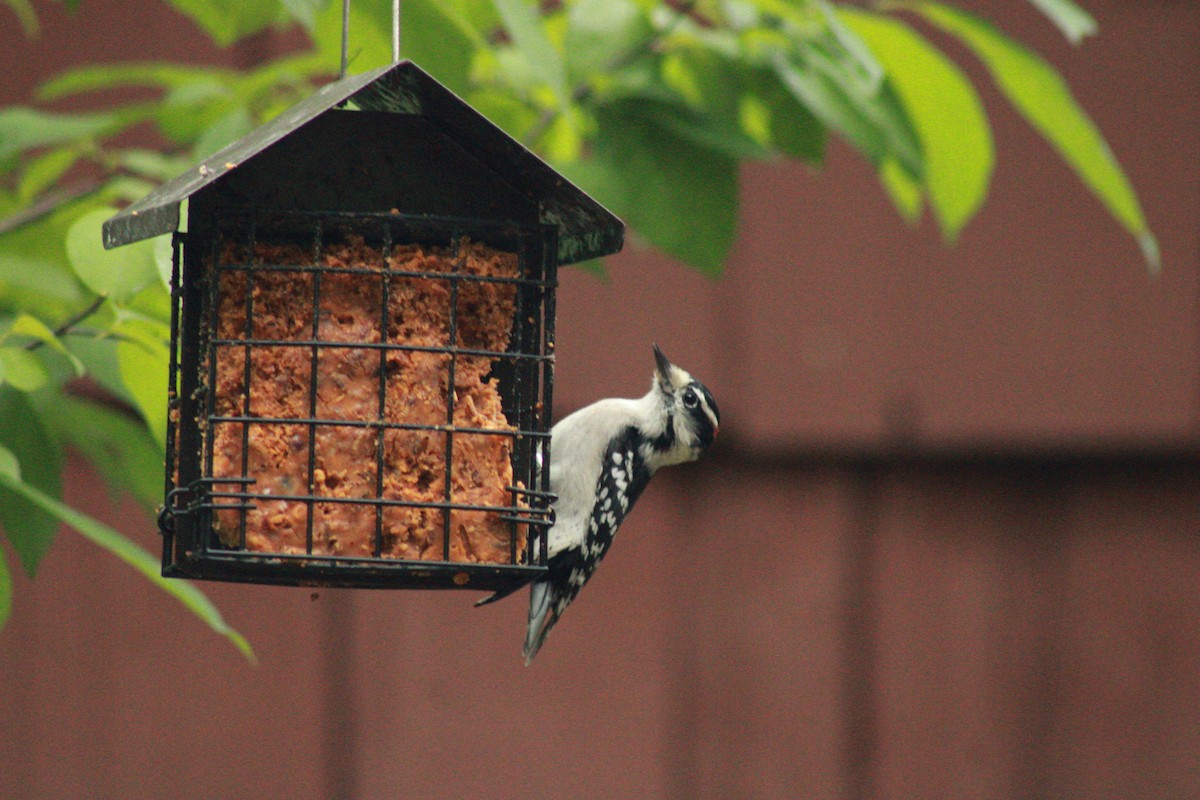 Downy Woodpecker - ML624258688