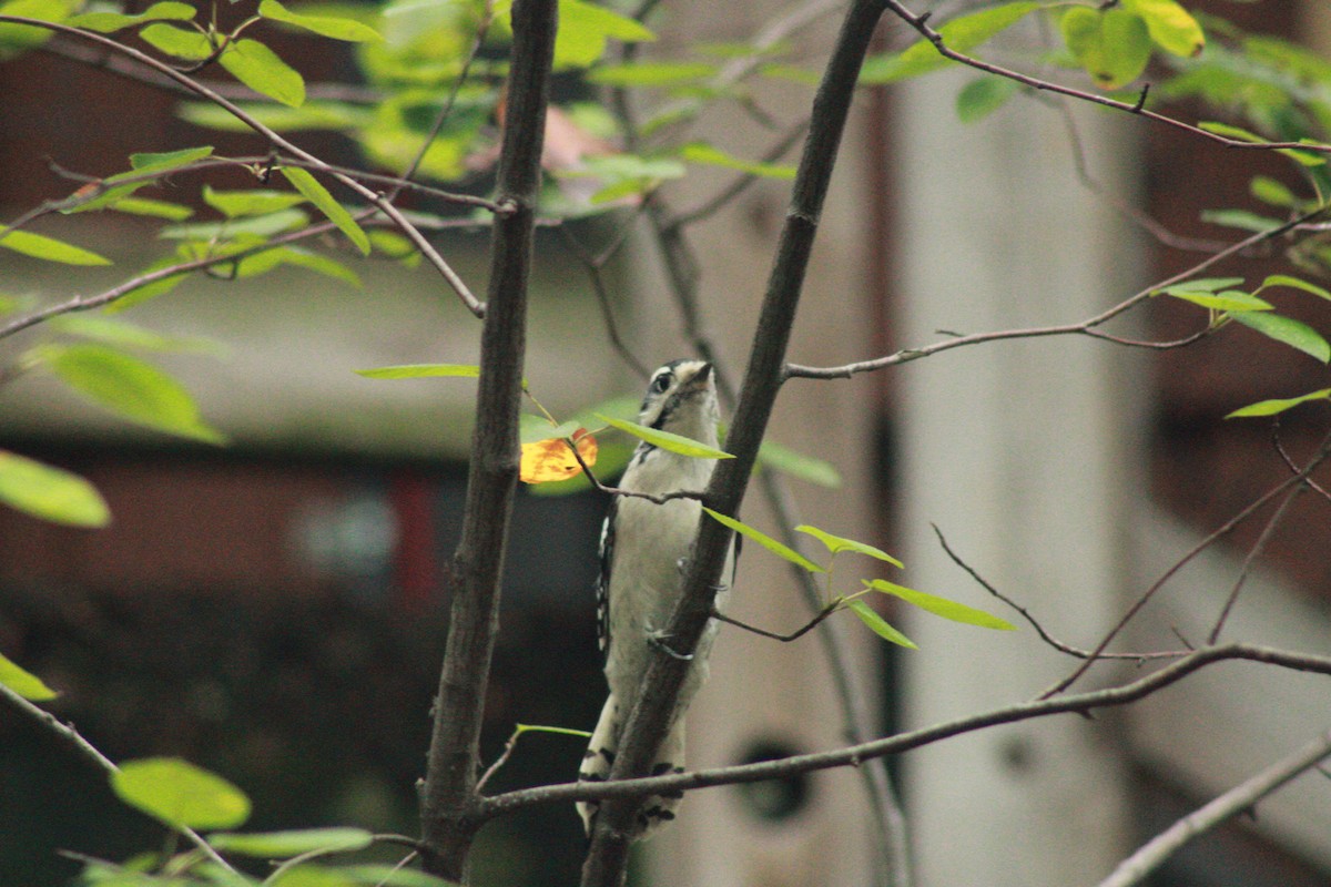 Downy Woodpecker - ML624258690