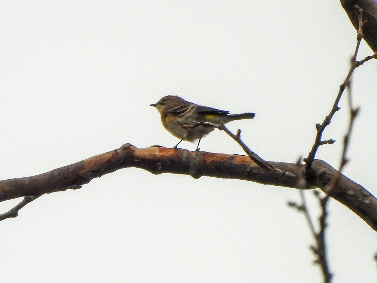 Yellow-rumped Warbler (Myrtle) - ML624258697