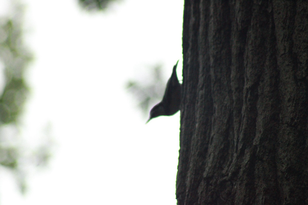 White-breasted Nuthatch - ML624258712