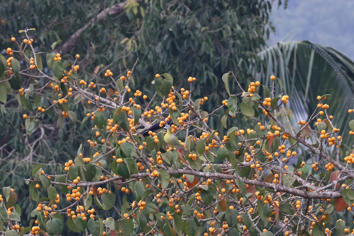 Yellow-footed Green-Pigeon - ML624258721