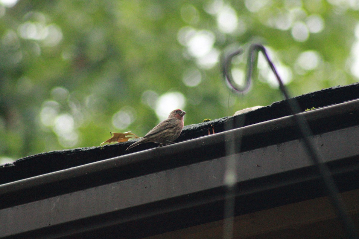 House Finch - ML624258734