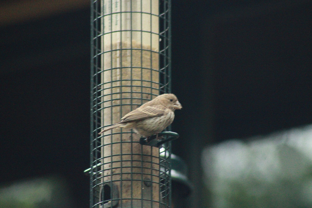 House Finch - ML624258735