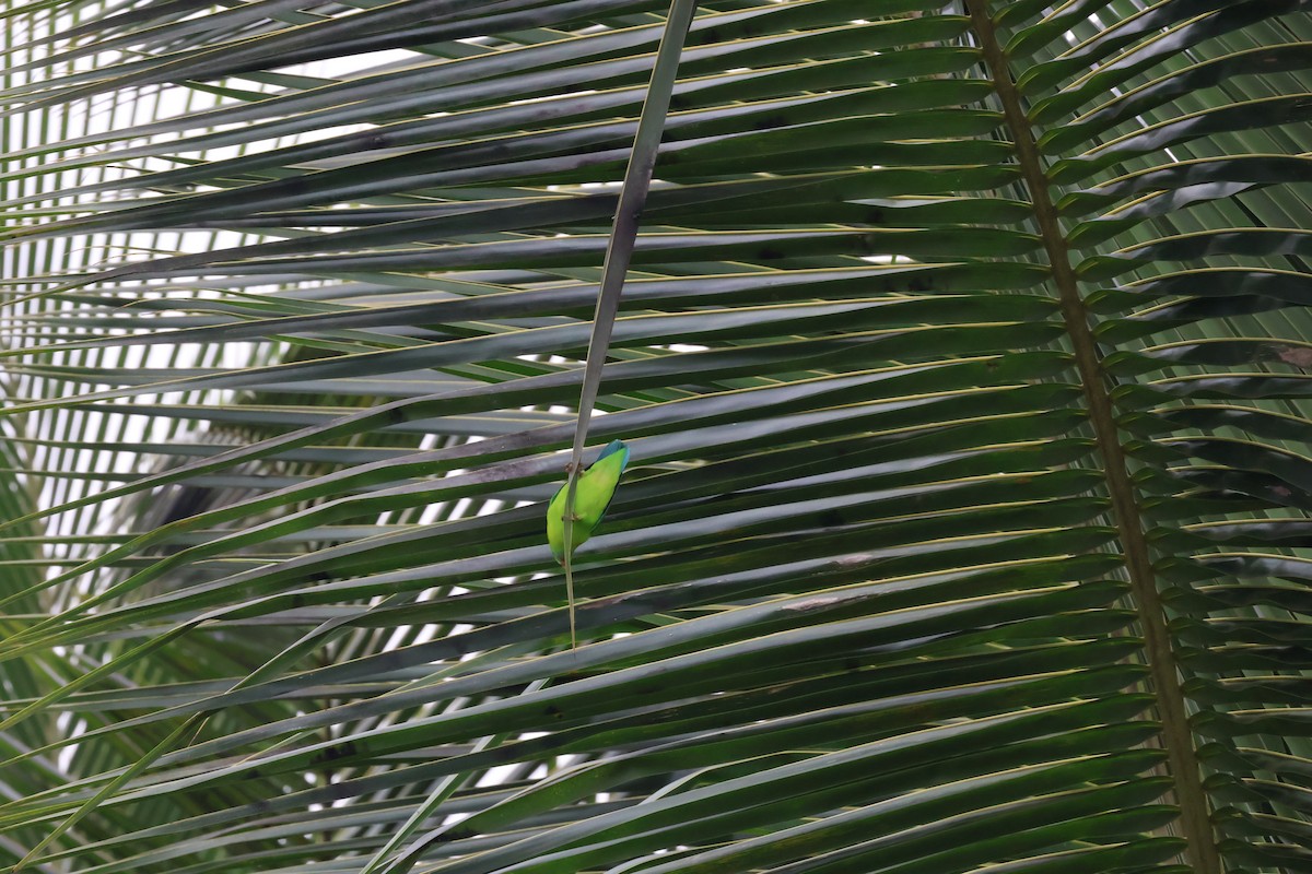 Vernal Hanging-Parrot - ML624258740