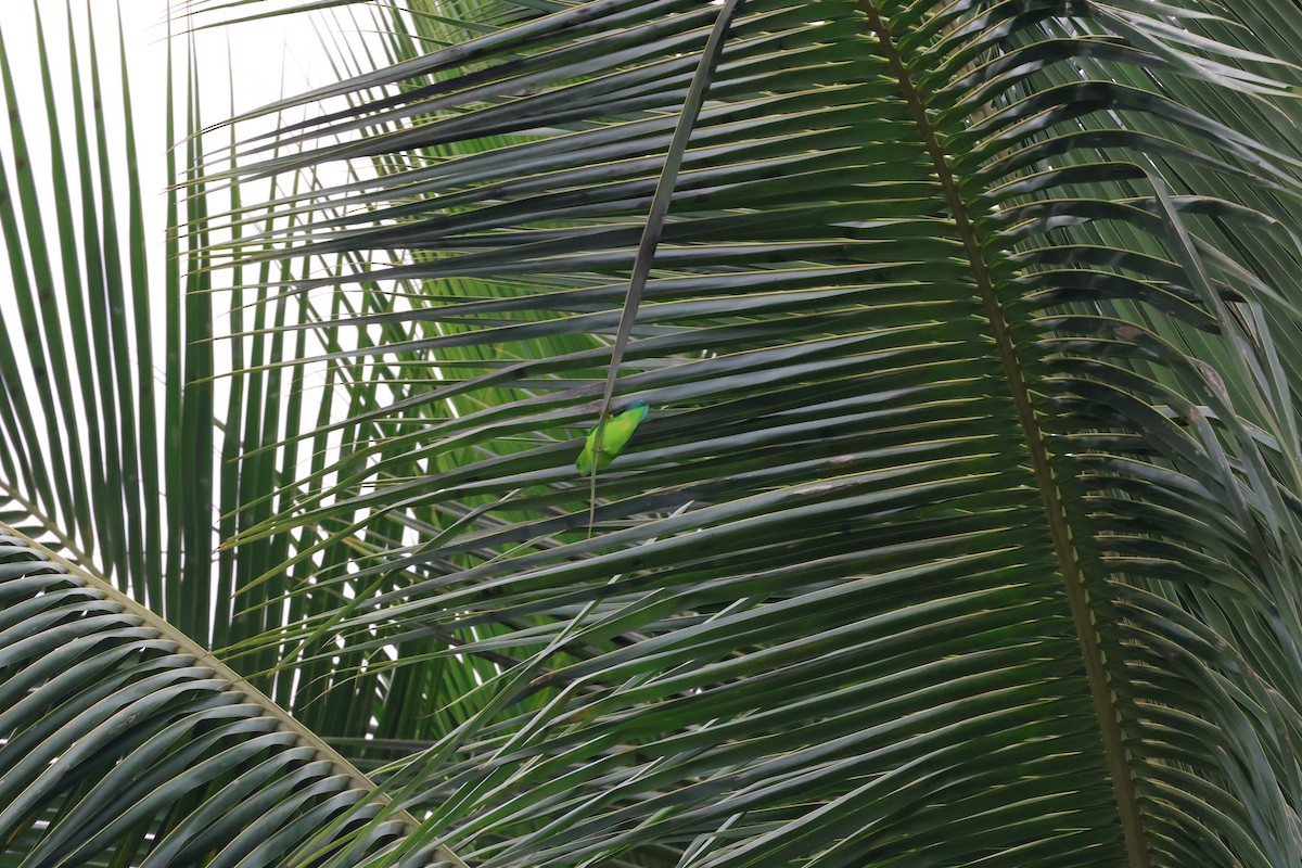 Vernal Hanging-Parrot - ML624258746